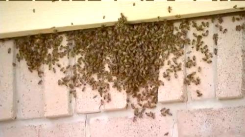 bee colony nested in home