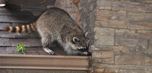 raccoons infesting home attic